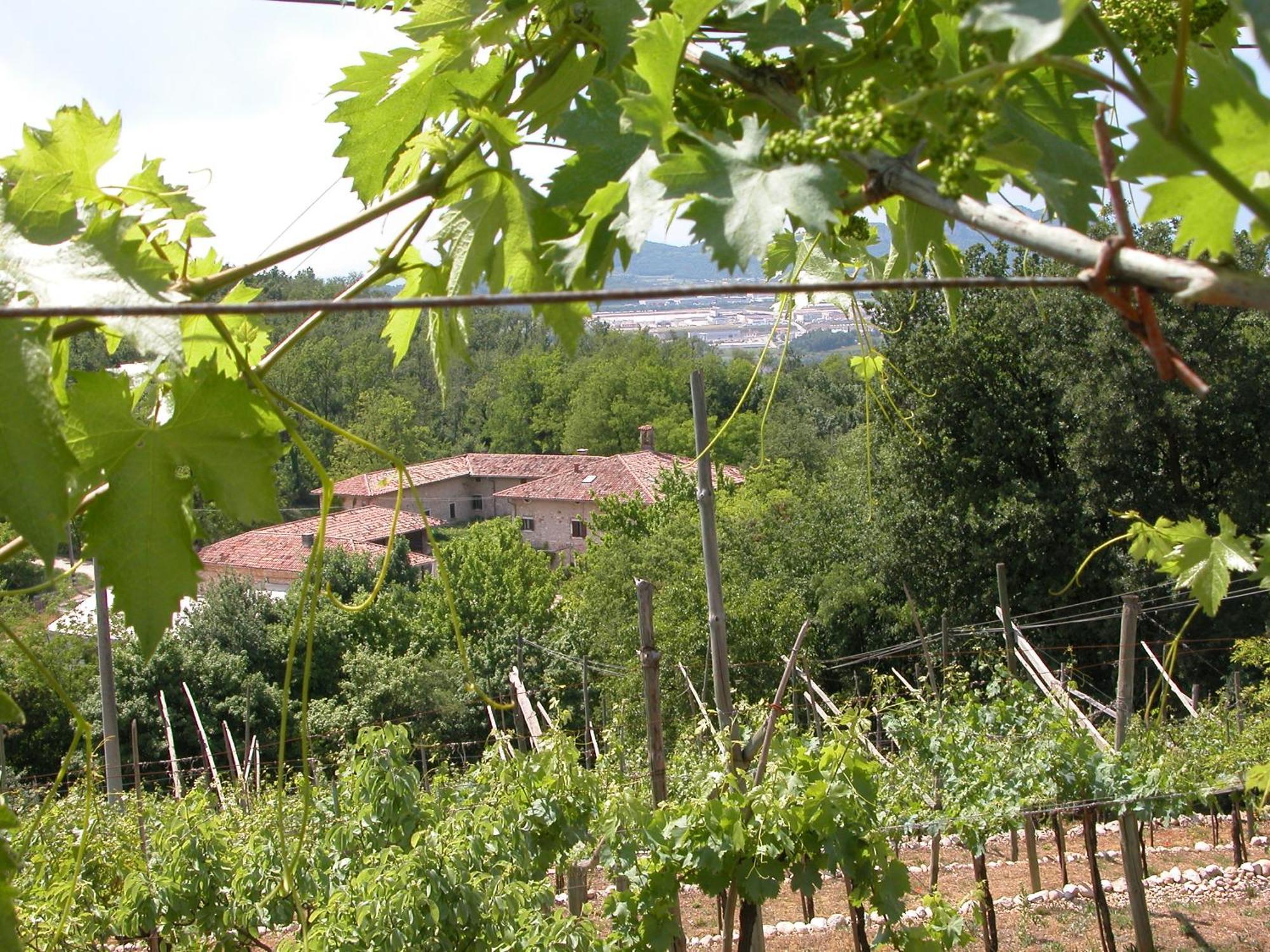 Agriturismo Ca' Verde SantʼAmbrogio di Valpolicella Eksteriør bilde